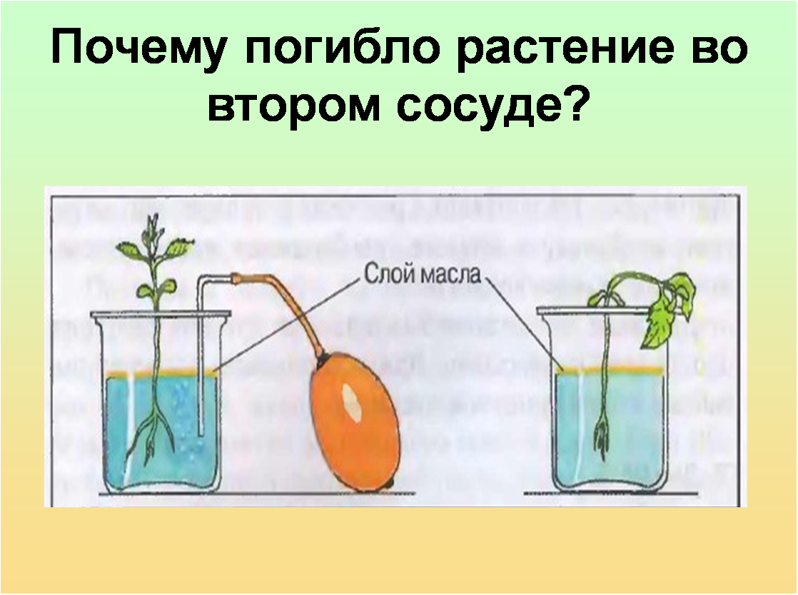 Объясните почему растение во 2 стакане завяло. Корни растений дышат. Рассмотрите рисунок 135 и ответьте на вопросы. Растения дышат через поры. Рассмотрите рисунок ответьте.